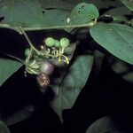 Solanum schlechtendalianum Плод