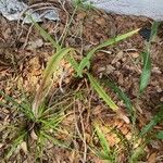 Cyperus ligularis Квітка