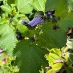 Nicandra physalodes Levél