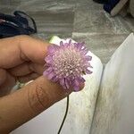 Scabiosa atropurpurea 花