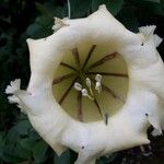 Solandra grandiflora Floro