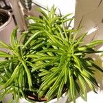 Peperomia ferreyraeΦύλλο