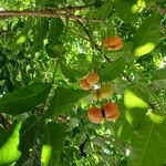 Harpullia arborea Fruit
