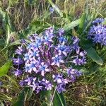 Scilla peruvianaফুল