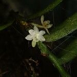 Eggelingia gabonensis Flower