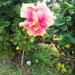 Hibiscus rosa-sinensisFiore