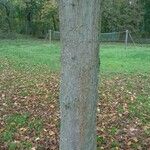 Betula maximowicziana 樹皮