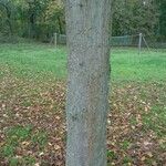 Betula maximowicziana Bark