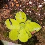 Pinguicula vic fardبرگ