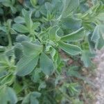 Trigonella foenum-graecum पत्ता