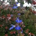 Salvia uliginosa Flor
