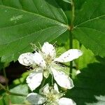 Rubus hispidus Λουλούδι