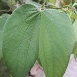 Bauhinia acuminata Leht