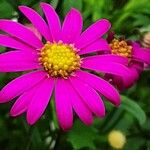 Senecio elegans Flower