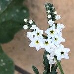 Heliotropium bacciferum Flower