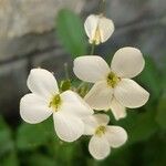 Arabis caucasica Λουλούδι
