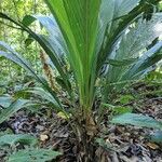 Geonoma macrostachys Хабит