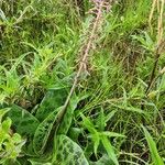 Ledebouria revoluta Хабит
