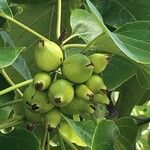 Cordia subcordata Frucht