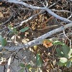 Ceanothus velutinus Bark