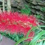 Callistemon viminalis花