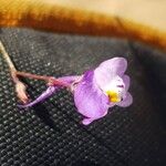 Linaria algarviana Flower