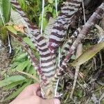 Aechmea chantinii Blad