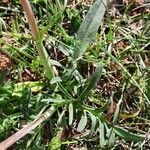 Valeriana tuberosa Lapas