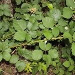 Rubus devitatus Yaprak