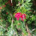 Grevillea rosmarinifoliaBlüte