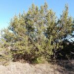 Juniperus pinchotii ᱛᱟᱦᱮᱸ