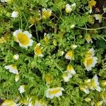 Limnanthes douglasii Συνήθη χαρακτηριστικά