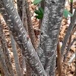Ribes aureum പുറംതൊലി