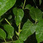Cedrela odorata Blatt
