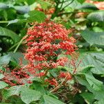 Clerodendrum paniculatum Облик