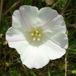 Calystegia macrostegia Õis