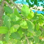 Malpighia glabra Leaf