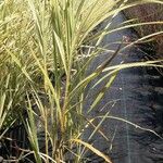 Carex brunnea ഇല