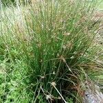 Cyperus laevigatus ശീലം