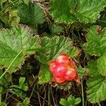 Rubus chamaemorus Плід