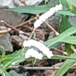 Persicaria senegalensis ফুল