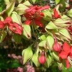 Clerodendrum buchananii 花