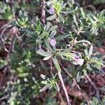 Lithodora hispidula Yaprak