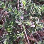 Lithodora hispidula Leaf