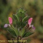 Salvia viridis Flower
