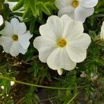 Phlox diffusa Flor