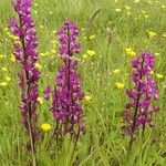 Anacamptis laxiflora Hábito