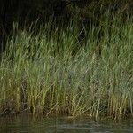 Typha orientalis Habit