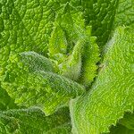 Mentha × villosa Hoja