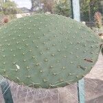 Opuntia leucotricha Blad